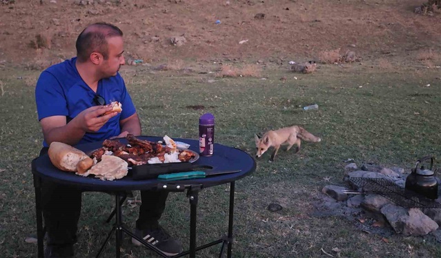 Bitlis'te tilki piknik sofrasından 2 saat ayrılmadı, uzmanlardan kuduz uyarısı geldi