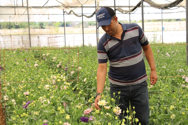 Antalya'da lisianthus üretimi 14 yılda Avrupa pazarına açıldı