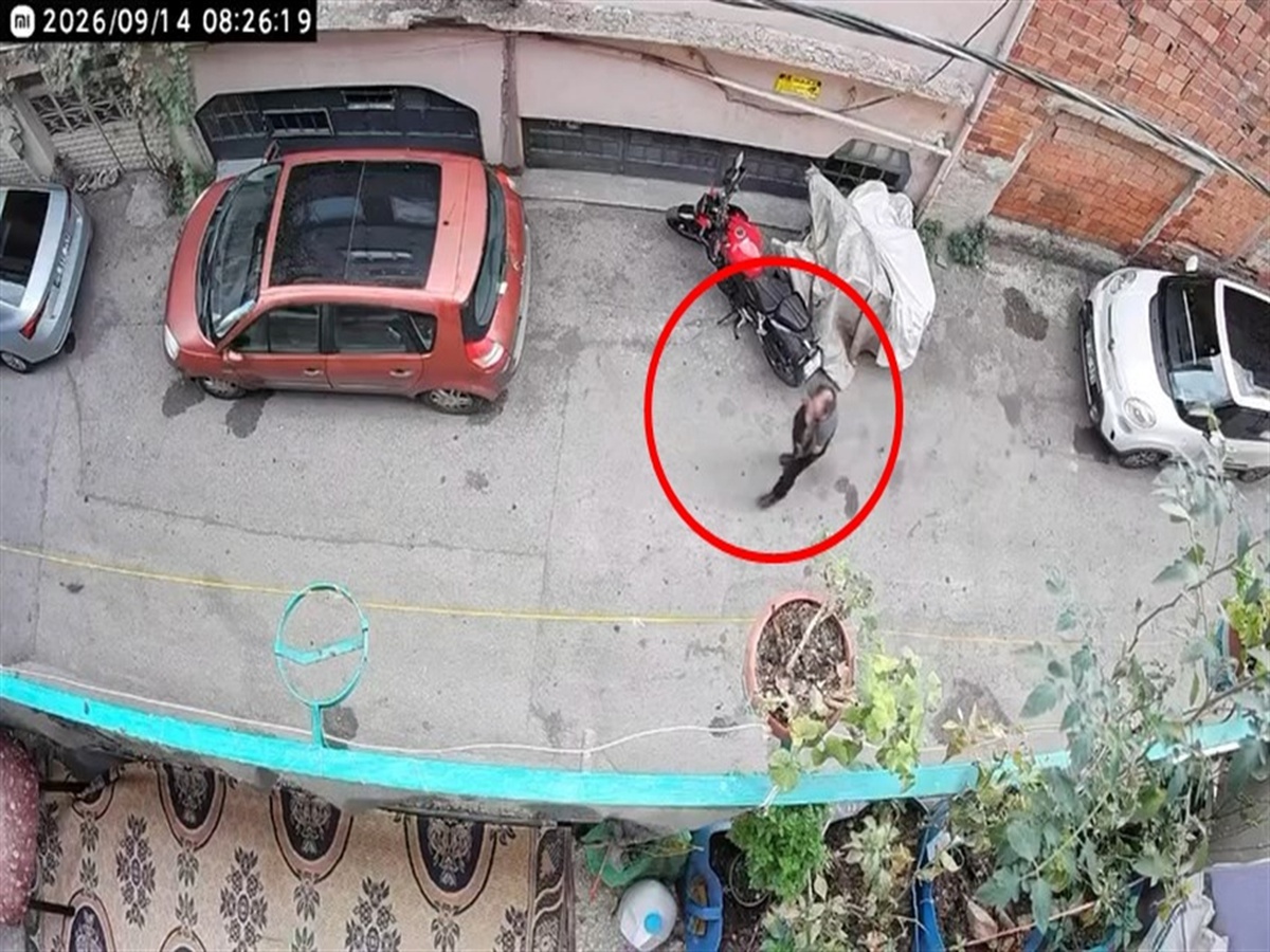 Bursa Osmangazi'de kucağındaki kediyi yere vuran şüpheli S.U. polis operasyonuyla yakalandı