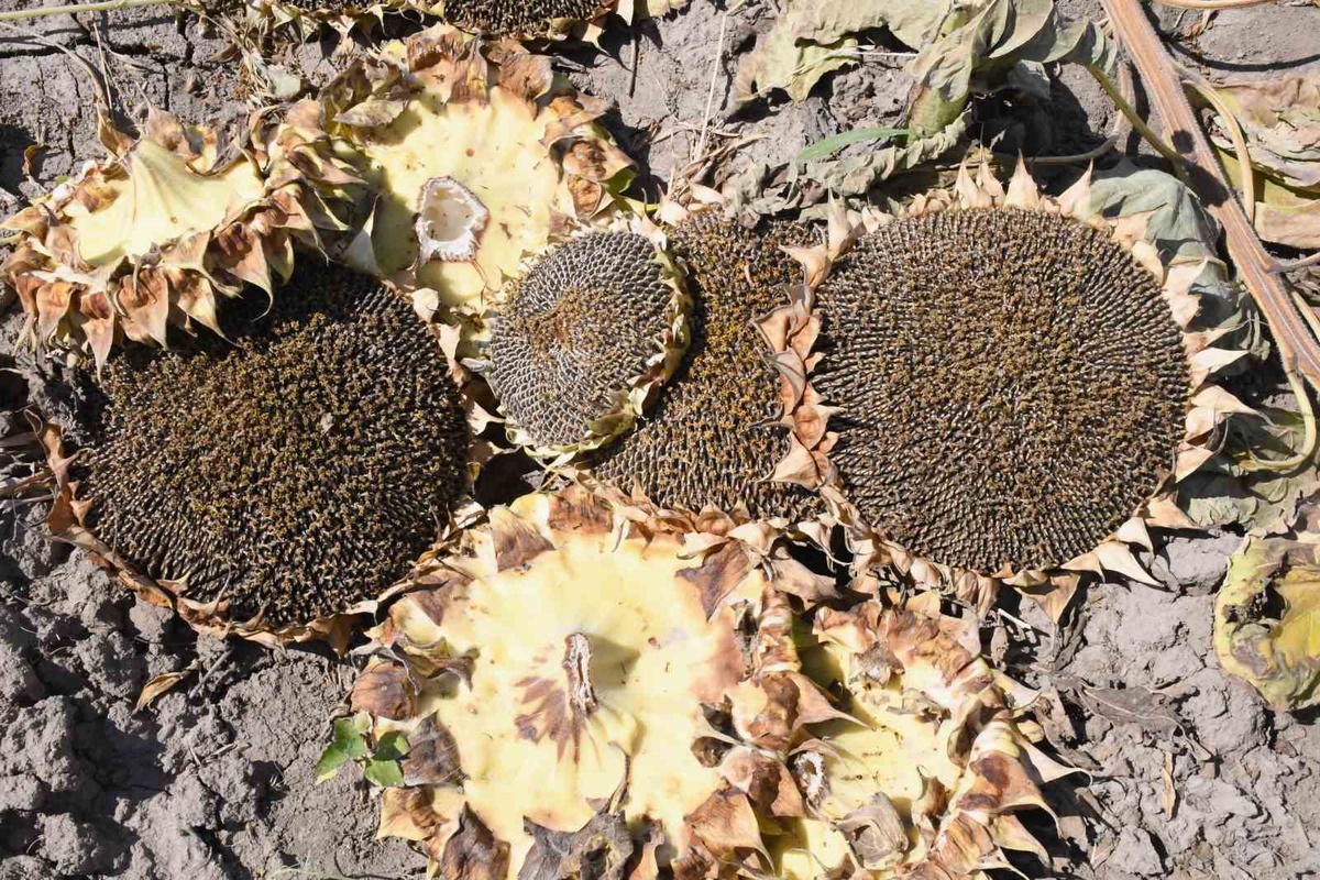 Erzincan Çayırlı\'da 20 bin dekarda ayçiçeği hasadı başladı, 8 bin ton rekolte bekleniyor