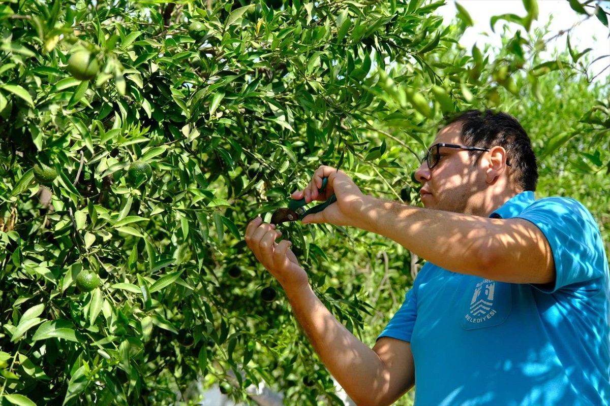 Bodrum mandalinasında yeşil hasat sürüyor, ekimde yüksek tonaj bekleniyor