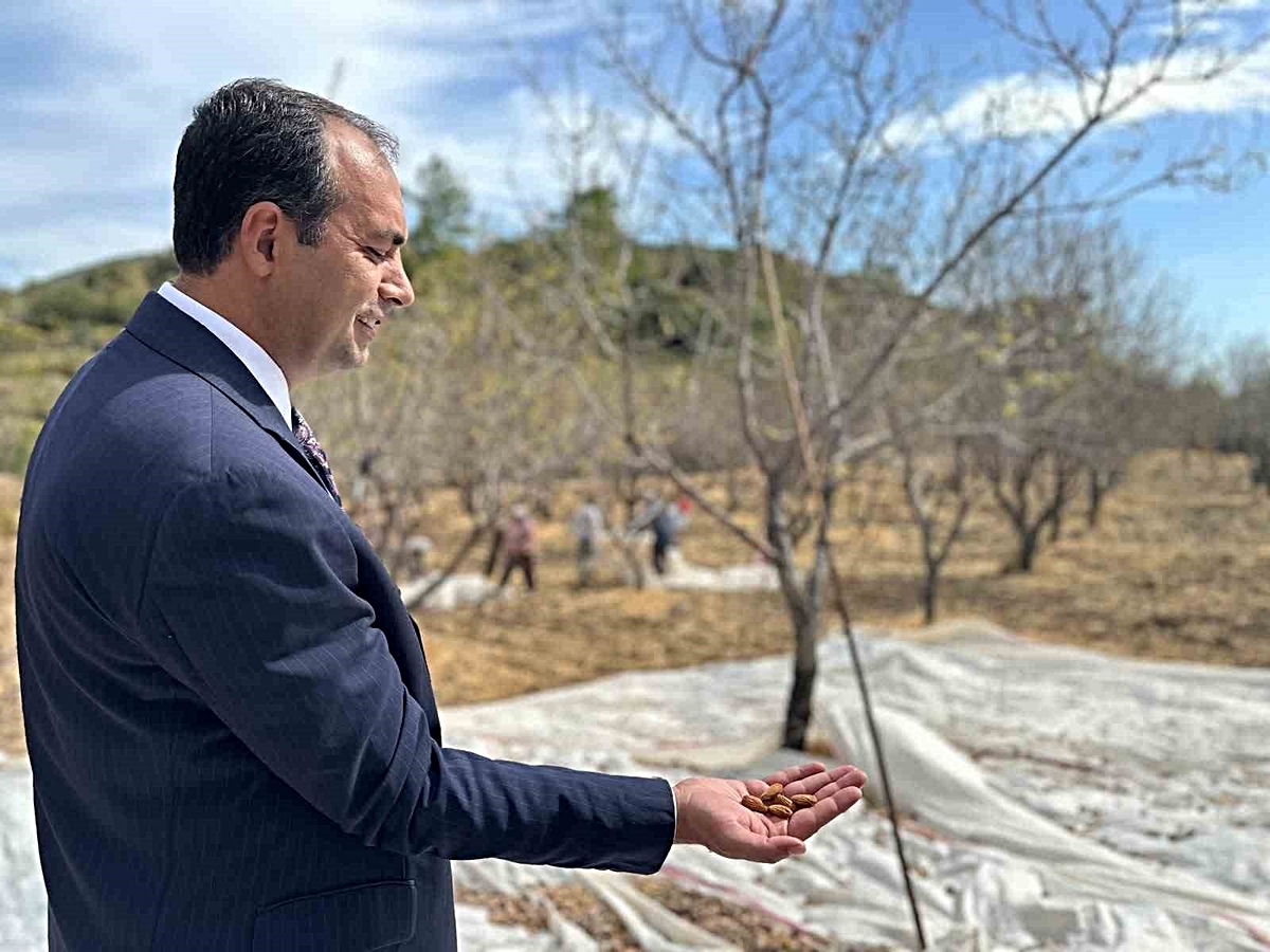 Datça\'da badem hasadı başladı, Kaymakam Atıcı üreticilerle buluştu
