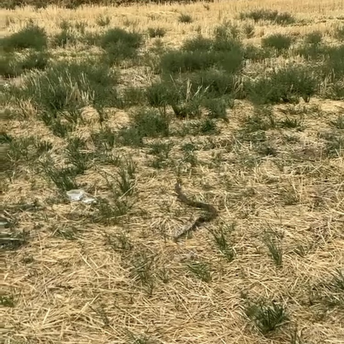Çankırı\'da iş yerine giren yılan itfaiye ekiplerince yakalanıp doğaya bırakıldı