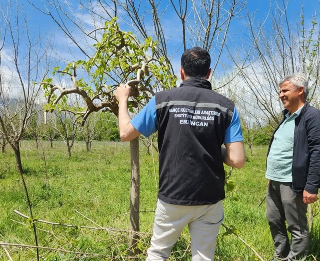 Erzincan'da çiftçilere saha desteği sürüyor, uzmanlar bitki gelişimini inceliyor