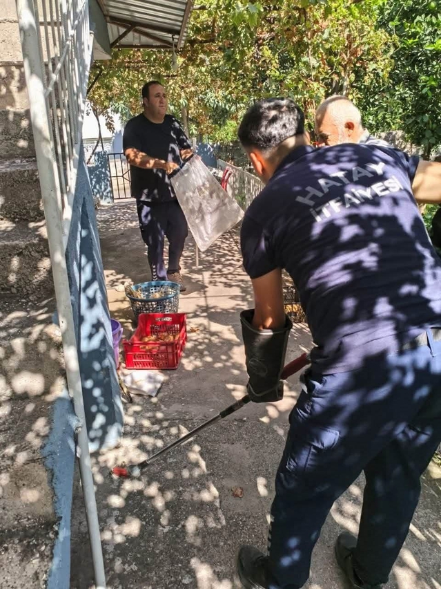 İskenderun Modernevler'de eve giren yılan itfaiye ekiplerince zarar verilmeden yakalandı