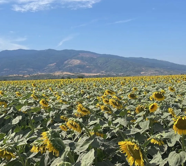 Aydın Kuyucak'ta ayçiçeği tarlalarında hasat öncesi denetim yapıldı