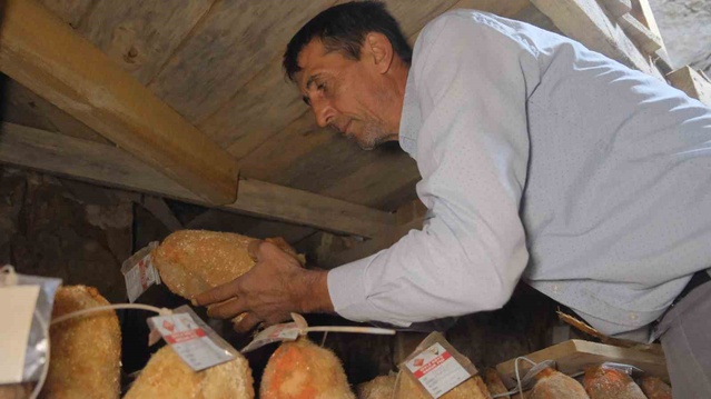 Divle Obruk Peyniri mağarada olgunlaşıp kırmızı renkte satışa hazır