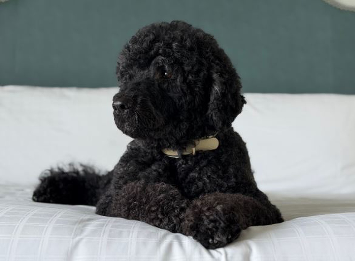 Obama ailesinin köpeği Sunny 13 yaşında hayatını kaybetti