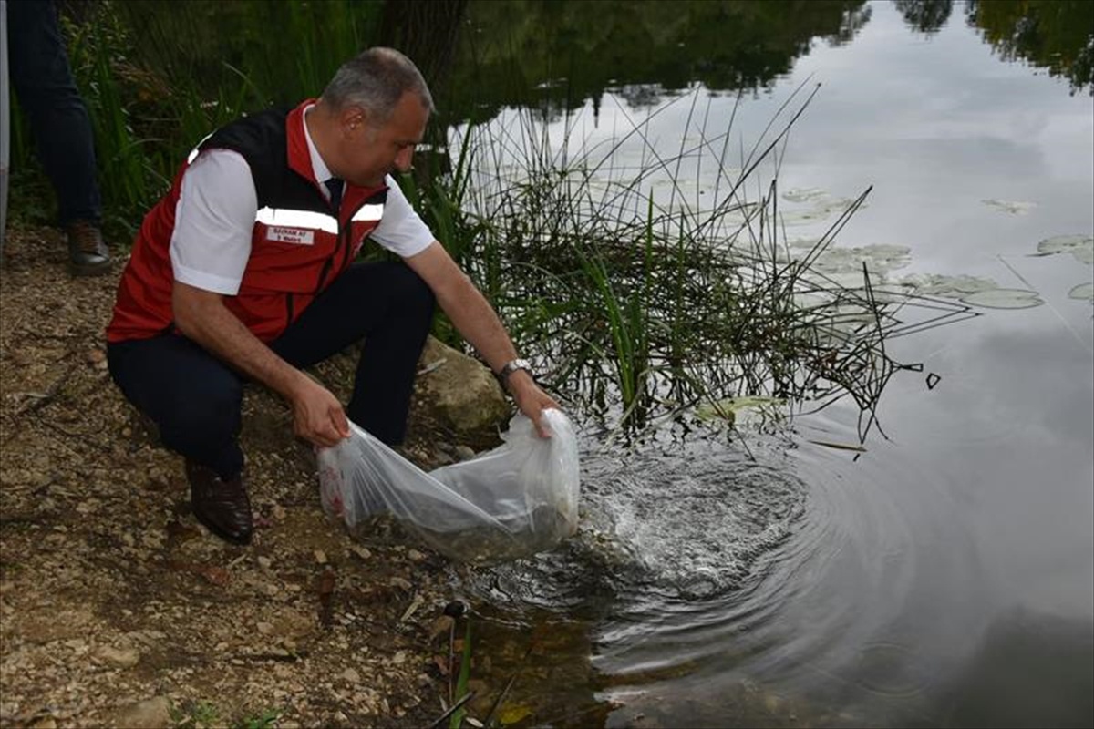 Ordu\'da göl, gölet ve barajlara 80 bin yavru sazan bırakıldı
