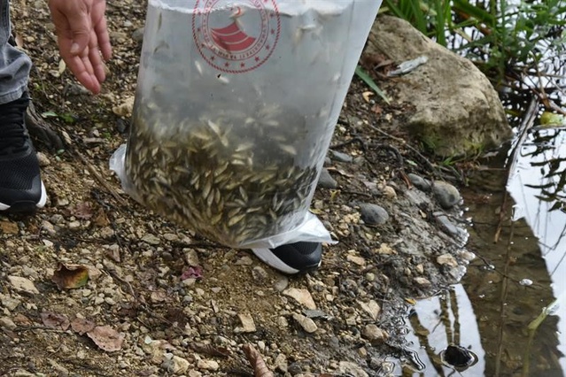 Ordu'da 3 ilçedeki göl ve göletlere 80 bin yavru sazan bırakıldı