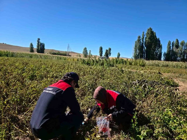 Bayburt'ta patates tarlalarında pestisit denetimi için numune alındı