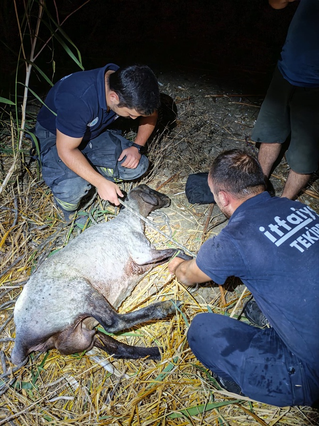 Hayrabolu'da 7 metrelik su kuyusuna düşen koyun itfaiye tarafından kurtarıldı