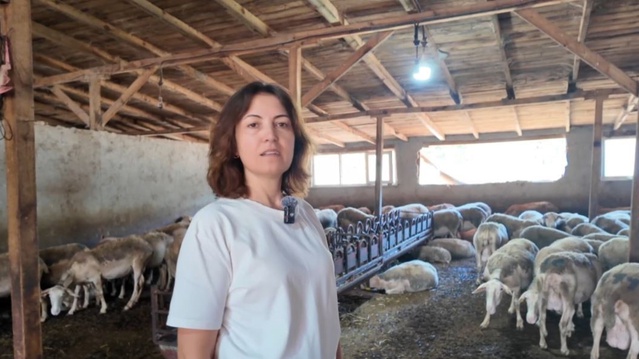 Saray'da Lacaune koyunlarıyla süt üreten Bayraktar, işletmeyi çocuklarına bırakmak istiyor