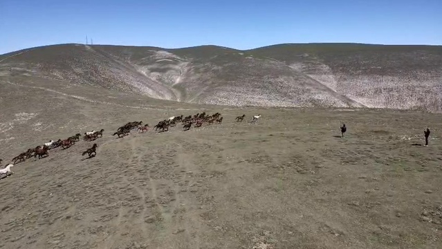 Amasya Akdağ'daki yılkı atları dört nala koşarken dronla görüntülendi