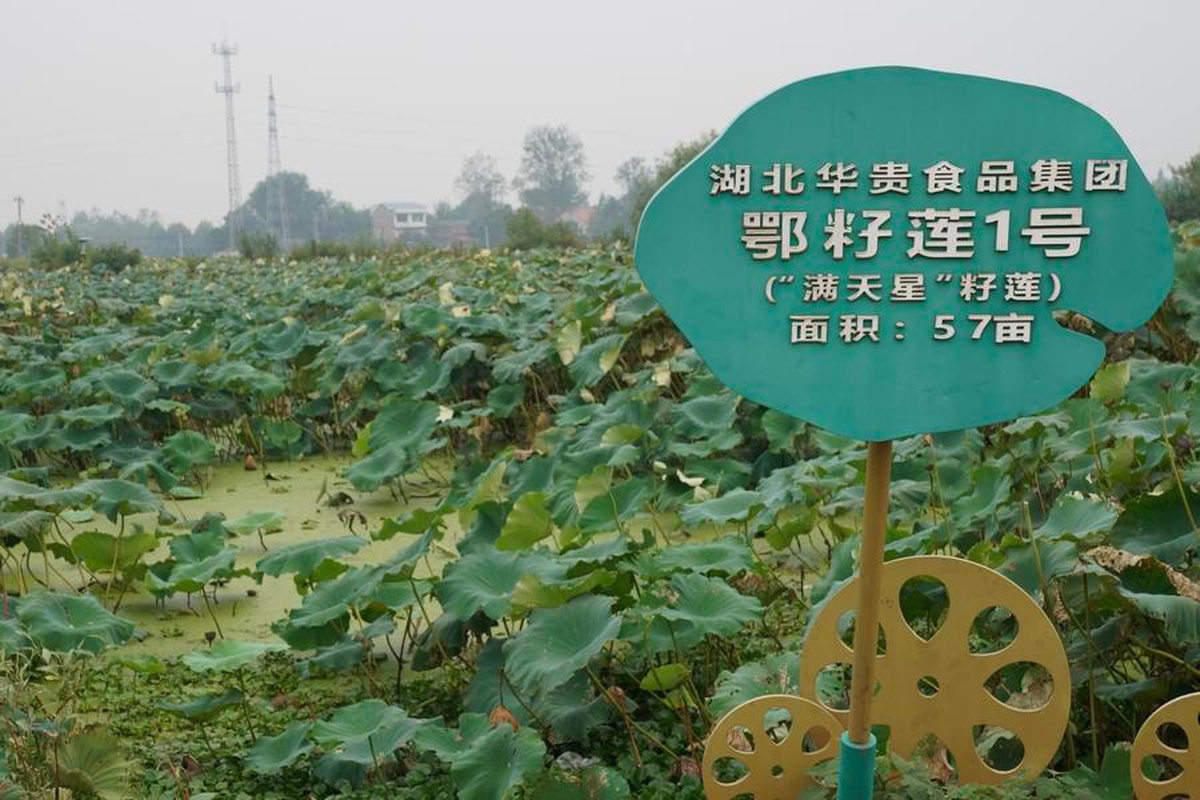 Hubei\'nin Honghu kentinde 15.000 hektarlık alanda nilüfer kökü hasadı sürüyor