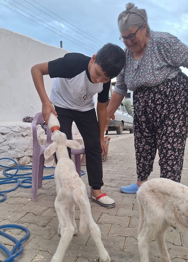 Manisa'da Sakız ırkı koyun üçüz doğurdu, kuzular biberonla besleniyor