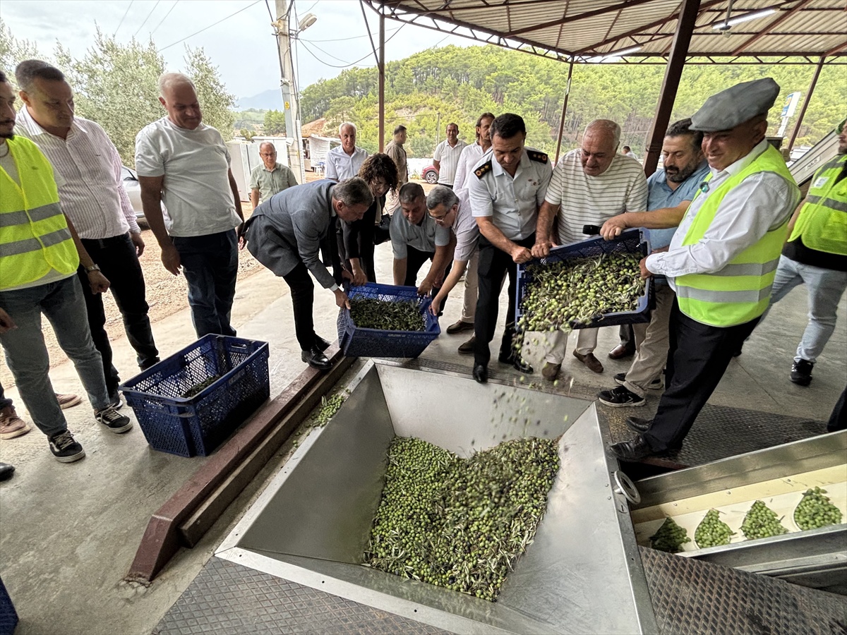 Kumluca\'da zeytin hasadı erken başladı, geçen yıl 500 ton yağ sıkıldı