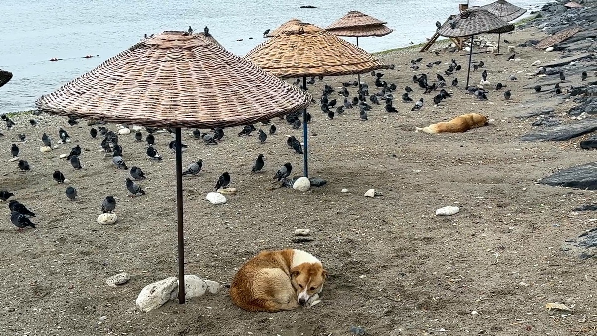 Avcılar'da yağış sonrası plaj boş kaldı, cankurtaran mesaisini aksatmadı