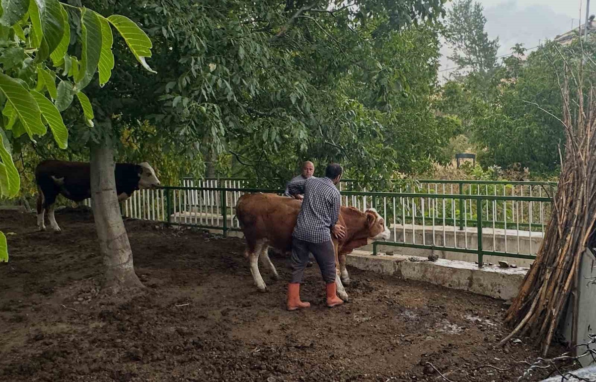 Aydıntepe\'de şap aşı kampanyası 14 Eylül\'de başladı, köylerde sürüyor