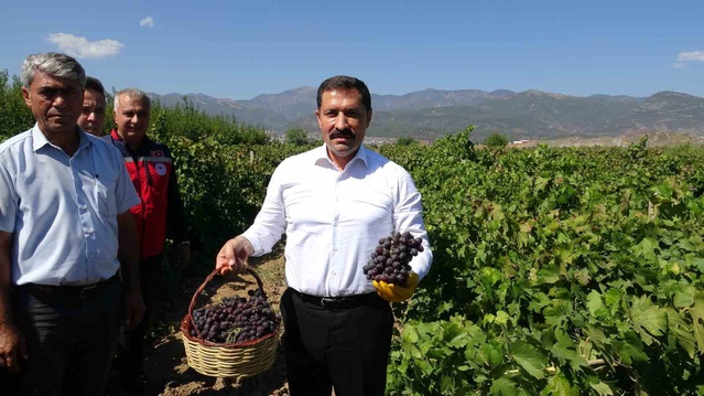 Hatay'da üzüm hasadı başladı, Vali Masatlı 85 bin ton rekolte bekliyor