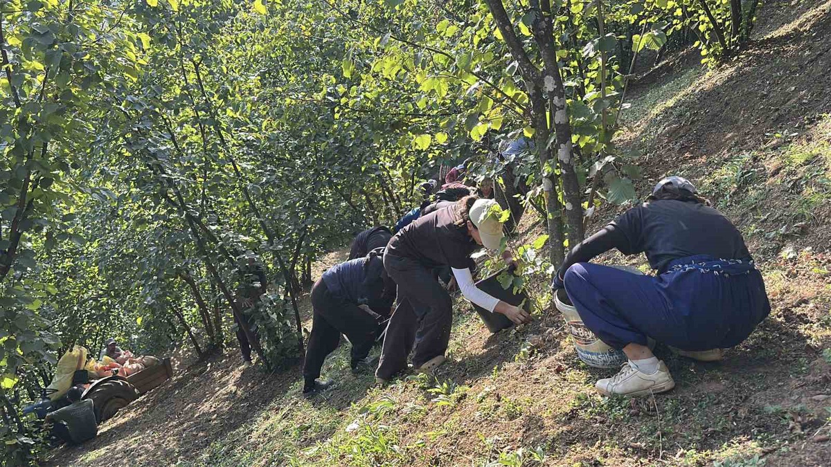 Karasu'da kooperatifle işlenen fındık çikolata olup ABD'ye ihraç edildi