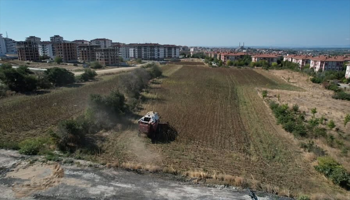 Edirne Belediyesinin ayçiçeği hasadı başladı, yağ ihtiyaç sahiplerine gidecek