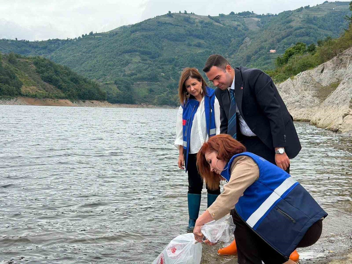 Samsun Ayvacık\'ta Hasan Uğurlu Baraj Gölü\'ne 250 bin yavru sazan bırakıldı