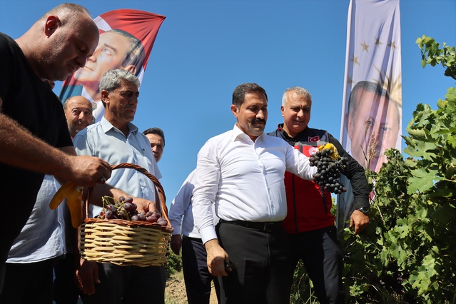 Hatay'da üzüm hasadı başladı, 85 bin ton rekolte bekleniyor