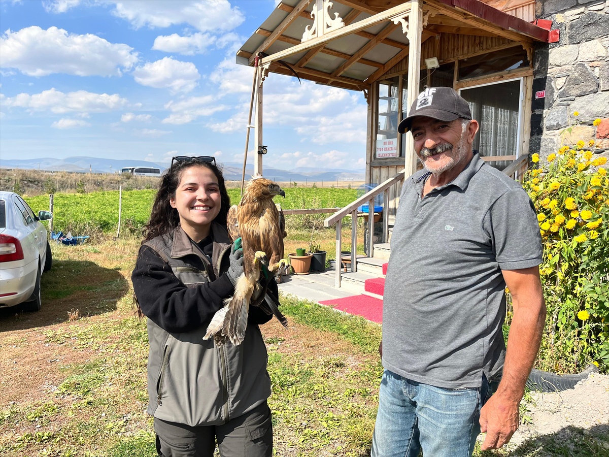Kars Selim'de bitkin bulunan kızıl şahin tedavi için merkeze götürüldü