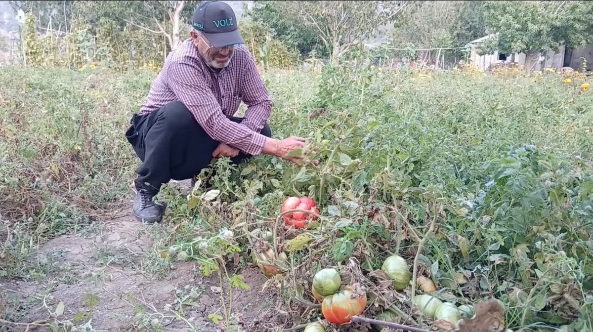 Osmaniye Kadirli\'de ata tohumundan yetişen dev domates 2 kilogram geldi