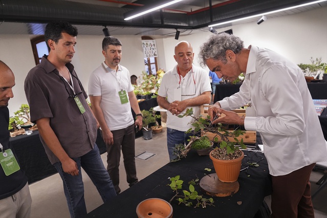 Bonsai sanatçıları ağaçları telle ve budamayla nakış gibi işliyor
