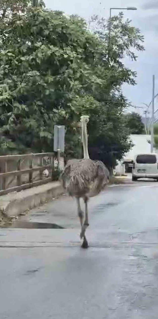 Şile'de trafiğe kaos salan deve kuşu itfaiye ekiplerince yakalandı