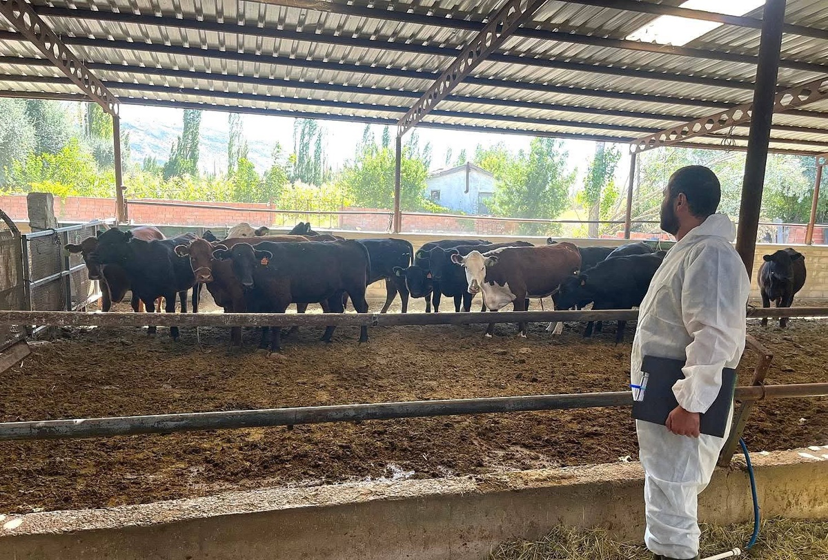 Afyonkarahisar Sultandağı ile Çay\'da TİGEM kaynaklı hayvanlara saha kontrolü yapıldı