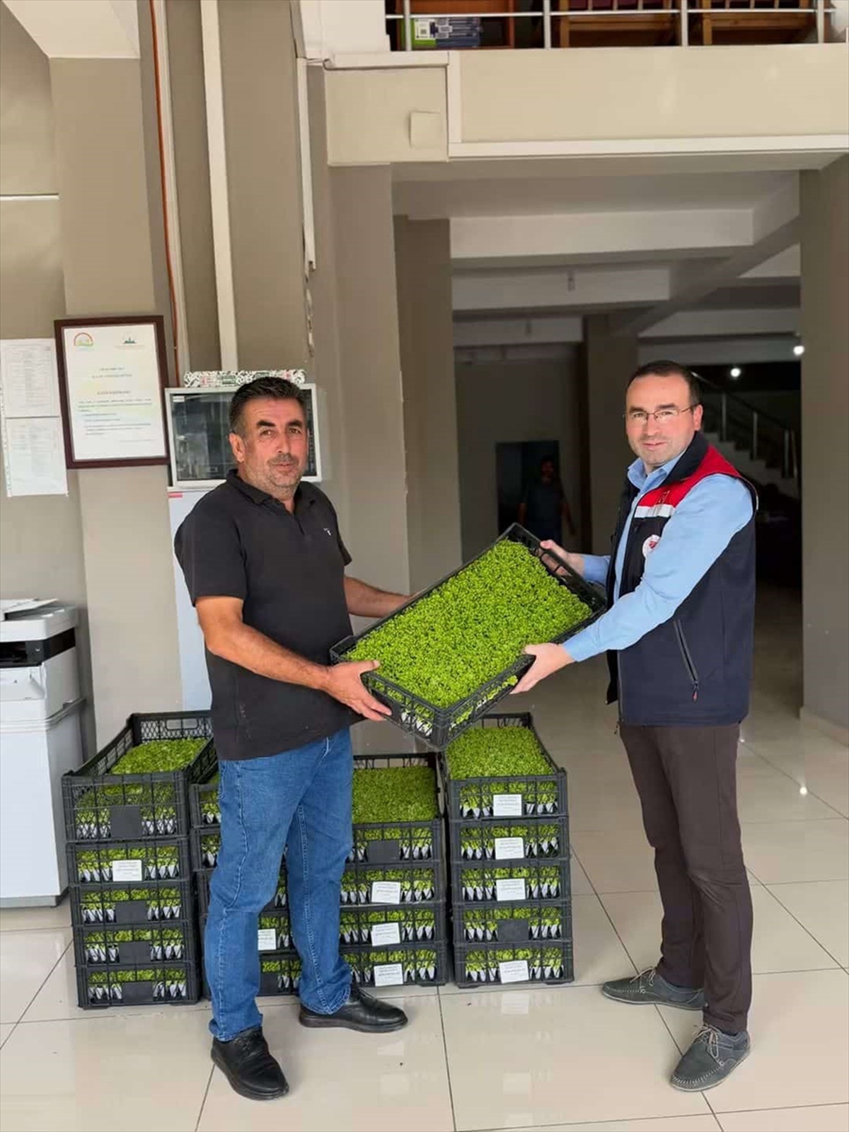 Tosya\'da çiftçilere yüzde 75 hibeli 11 bin 400 marul fidesi verildi