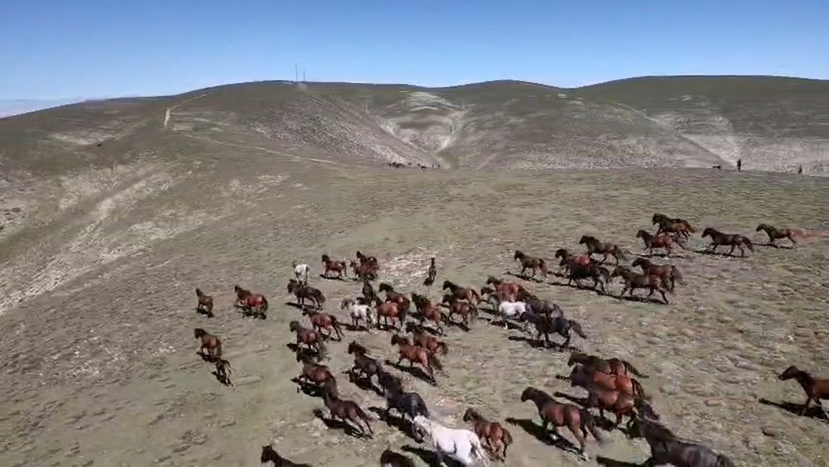 Amasya Akdağ Yaylası'nda 150 yılkı atı dronla havadan görüntülendi
