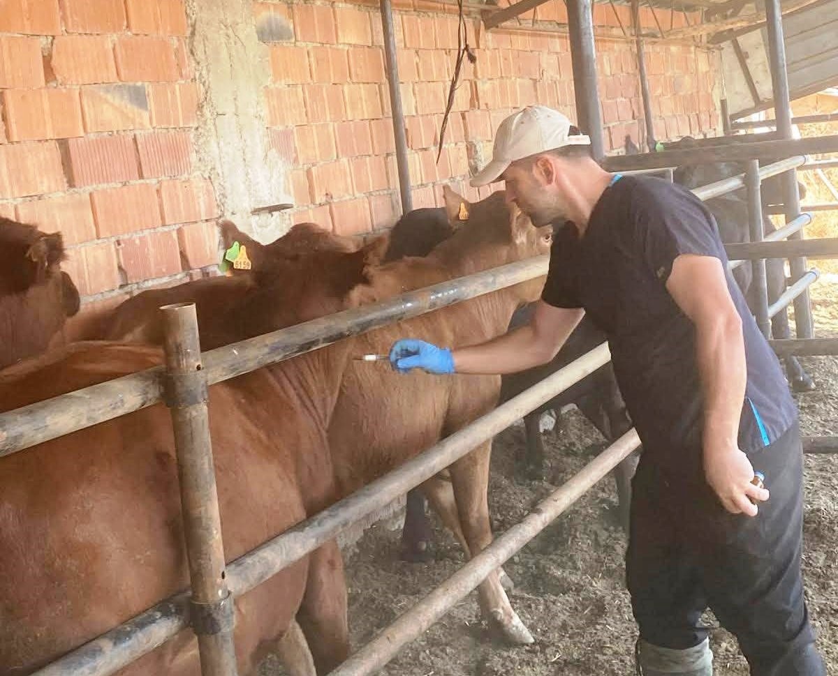 Aslanapa\'da şap aşılaması sürüyor, veteriner hekimler sahada