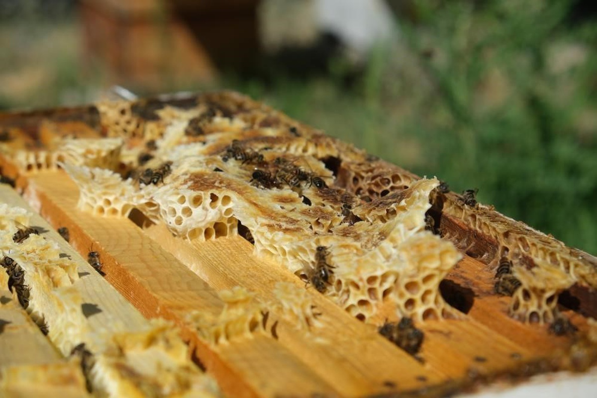 Aydıntepe\'de arılı kovan tespiti başladı, başvurular 7 Eylül\'de alınacak