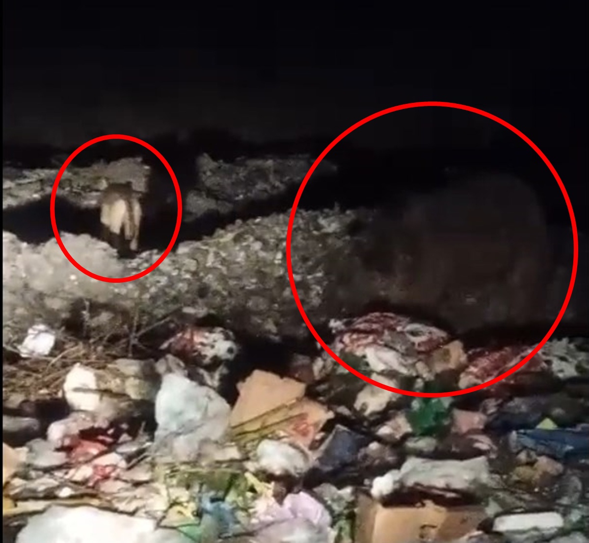 Bingöl Kiğı\'da ayı ve kurtlar çöp konteynerlerinde yiyecek ararken görüntülendi