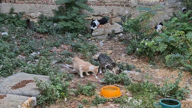 Tekirdağ Süleymanpaşa'da kedilere bakan Kenan Oğraş yem yetiştiremiyor