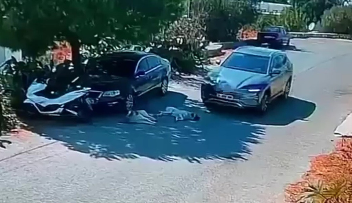 Muğla Bodrum'da otomobil 2 köpeğin üzerinden geçti, mahalleli şikayetçi oldu
