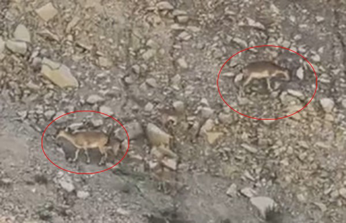 Uzundere\'de dağ keçileri kara yoluna indi, sürücüler anları kaydetti