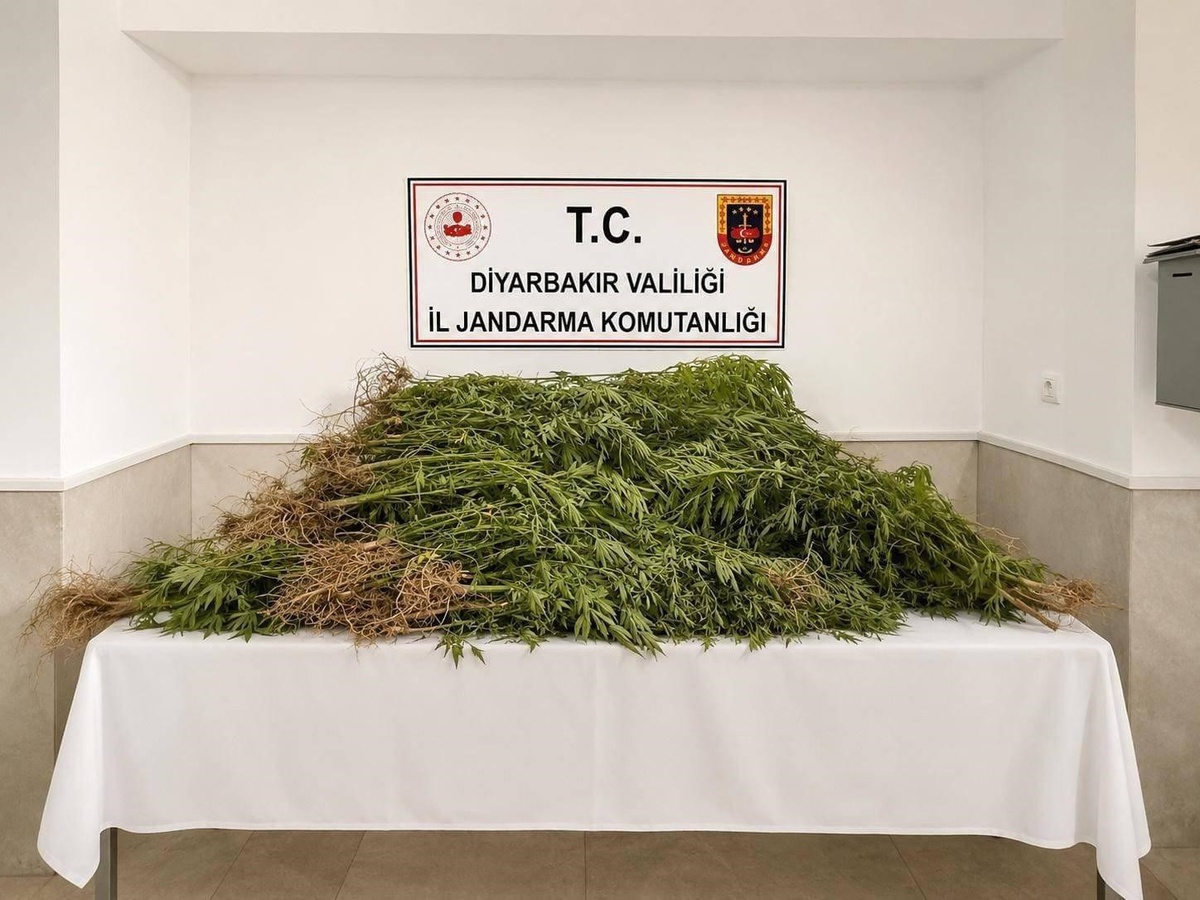 Diyarbakır\'da jandarma operasyonunda 14 bin 92 kök kenevir ele geçirildi