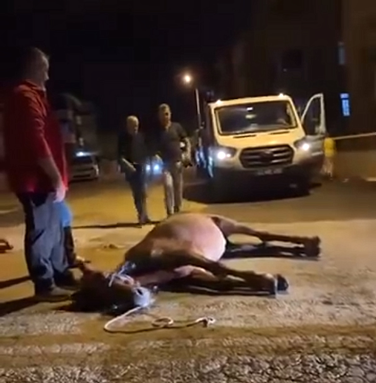 Edirne Keşan'da ata şiddet iddiasıyla 2 şüpheli gözaltına alındı, at korumaya alındı