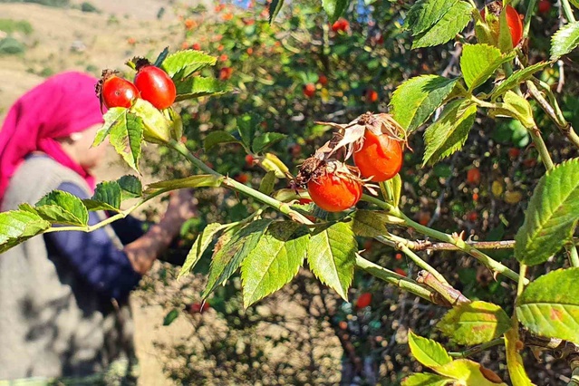 Erzincan'da kuşburnu hasadı başladı, marmelat kışa hazırlanıyor