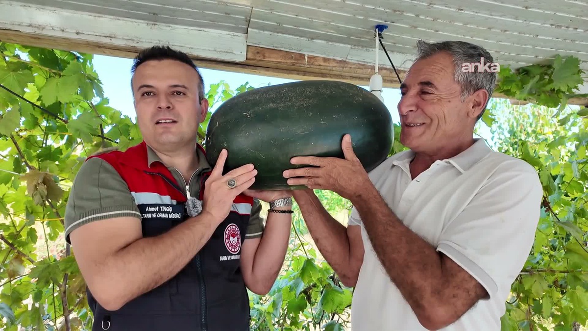 Iğdır Ovası\'nda yeni metotla 40 kilograma yaklaşan karpuz yetiştirildi