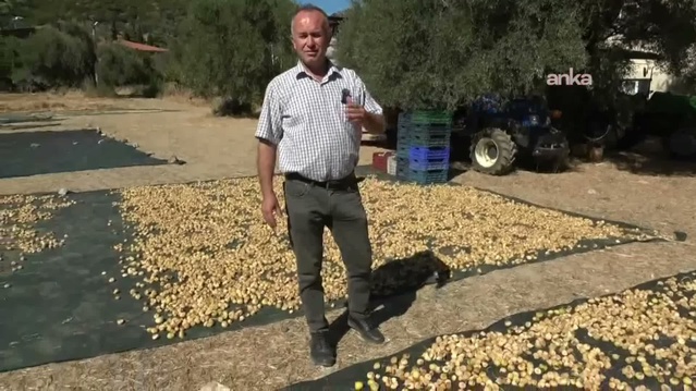 Nazilli'de incir üreticisi perişan, fiyat 250 liradan 100 liraya düştü