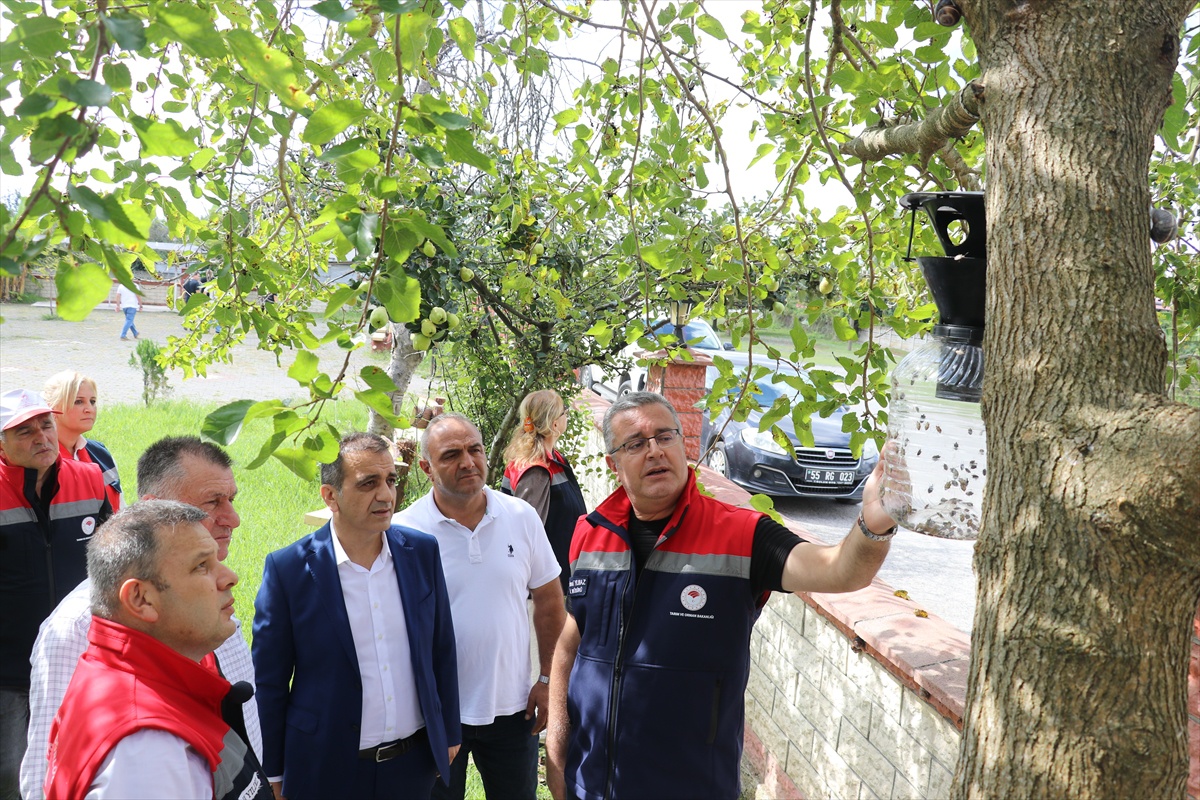 Kahverengi kokarcaya karşı Samsun\'da 26 bin feromon tuzağı kışlaklara kuruldu