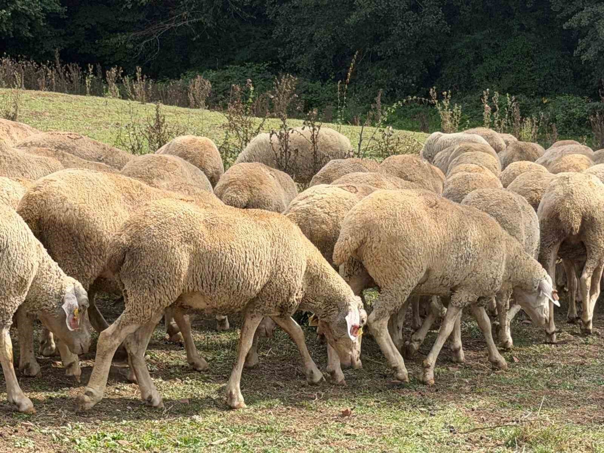 Düzce Gümüşova'da üreticiye 100 küçükbaş hayvan teslim edildi