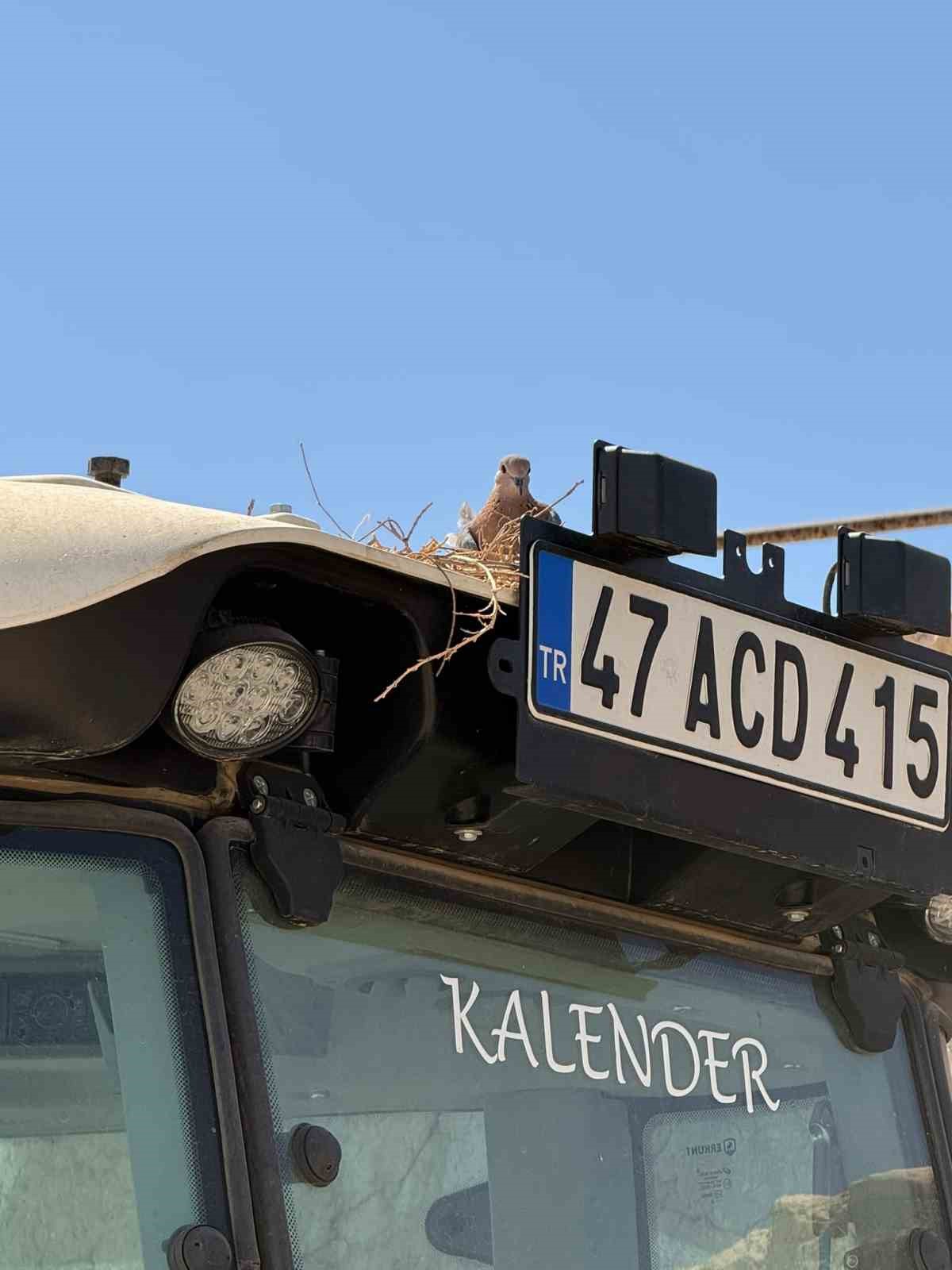 Mardin'de çiftçi, traktörüne yuva yapan kumru için 45 gün tarlaya inmeyecek