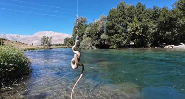 Munzur Nehri'nde balık tutan Burak Doba'nın oltasına su yılanı takıldı
